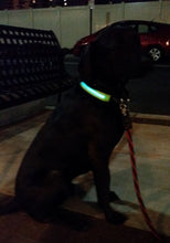 Brite Dog EL (electroluminescent) Collars - Green or Red